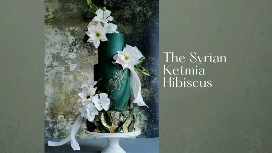 THE SYRIAN KETMIA HIBISCUS FLOWER